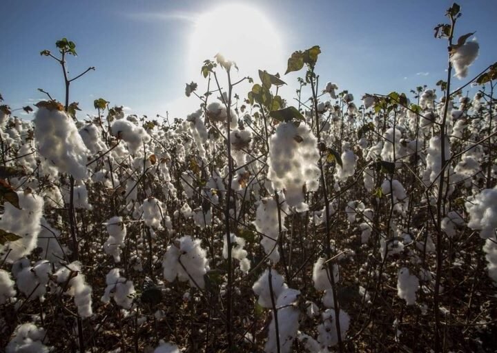 Produção de algodão no Ceará será ampliado com novo programa estadual
