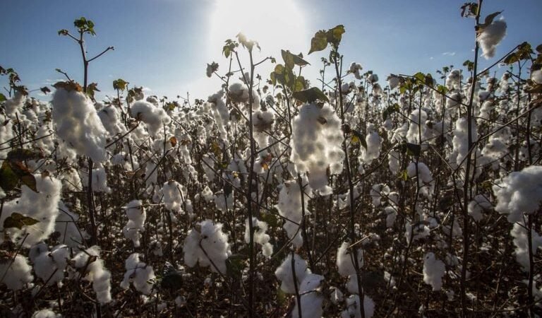 Produção de algodão no Ceará será ampliado com novo programa estadual