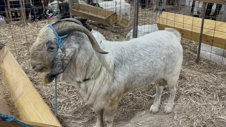 Pindoguaba conquista Indicação Geográfica para o artesanato de Croá e coloca Tianguá em destaque nacional