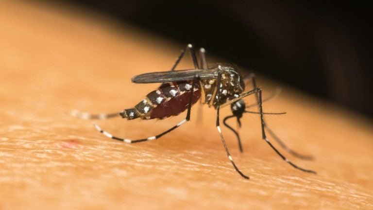 EUA registram primeiro caso local de chikungunya em área fria, e especialistas alertam para avanço de doenças tropicais com o aquecimento global