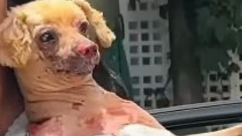 Cachorro é resgatado com queimaduras após incêndio que matou tutora