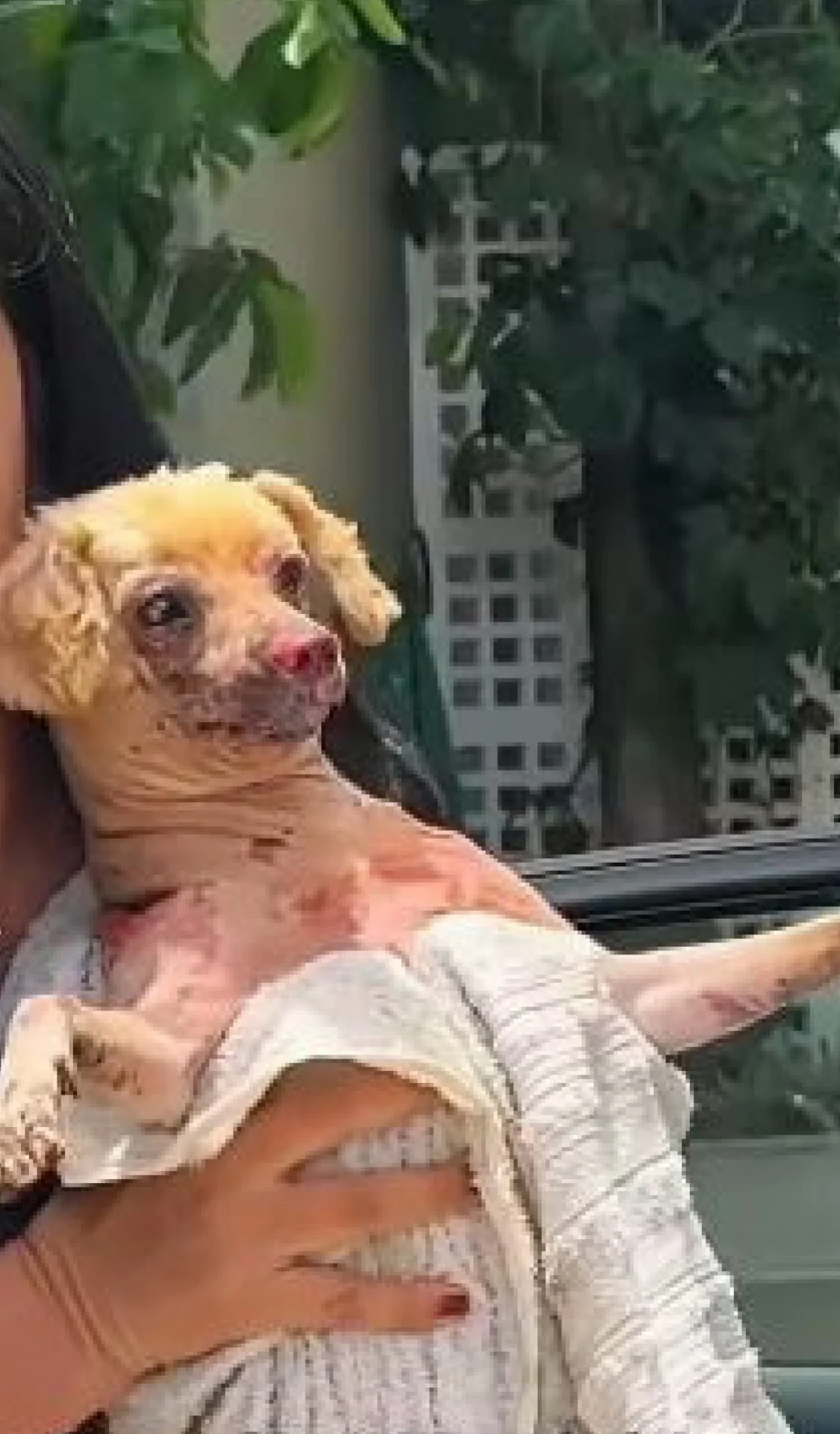 Cachorro é resgatado com queimaduras após incêndio que matou tutora