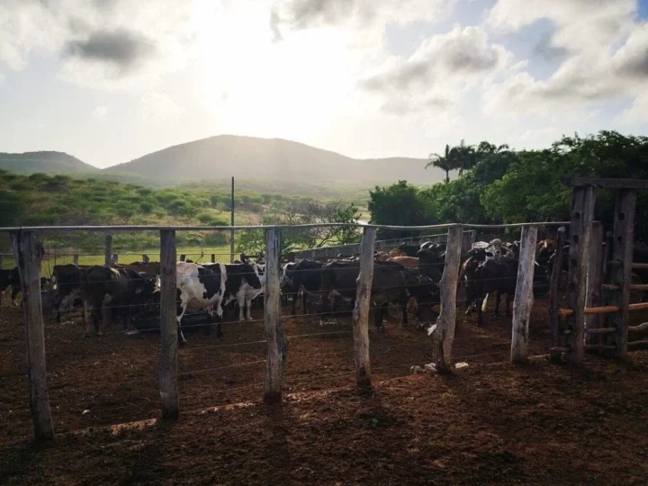 Mombaça se destaca no Ceará com crescimento histórico na produção de leite