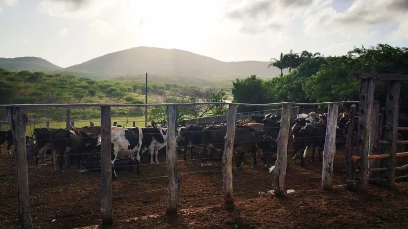 Mombaça se destaca no Ceará com crescimento histórico na produção de leite